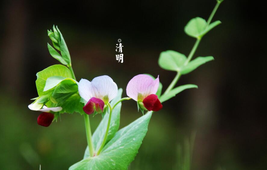 中国清明节祭祀的习俗