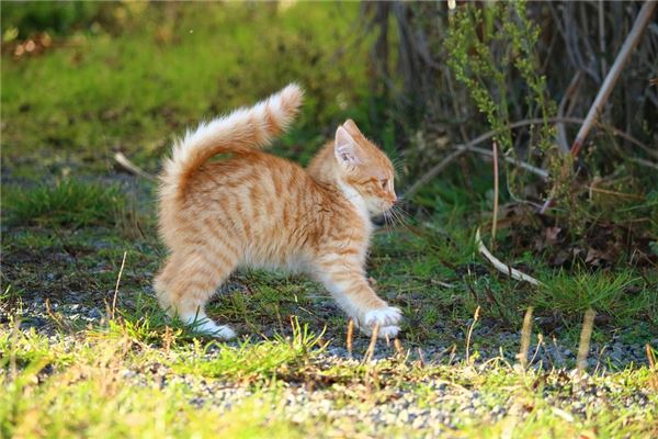 做梦把猫残忍的杀死了