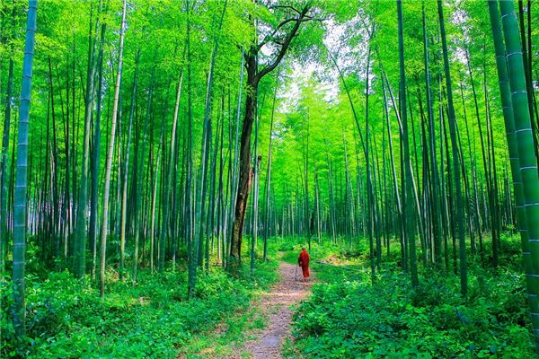 梦见竹林是什么意思