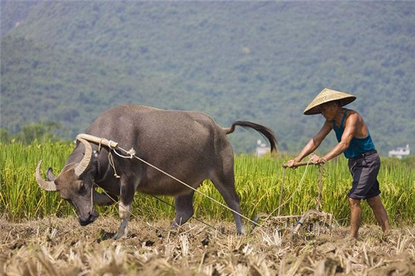 梦见种地耕田